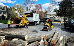 Best Tree Fertilization  in Spencerport, NY