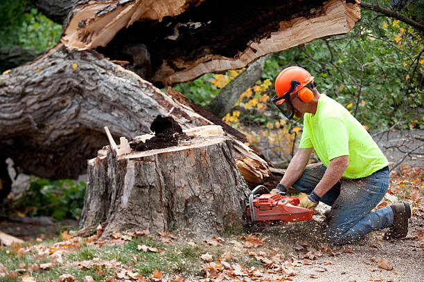 Best Storm Damage Tree Cleanup  in Spencerport, NY